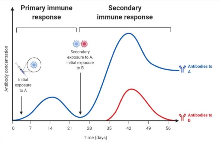Immune antibodies differences antigen vaccine microbeonline curve antibody immunology vaccines specific abbas cellular antibodi medical ujian equal biology influenza