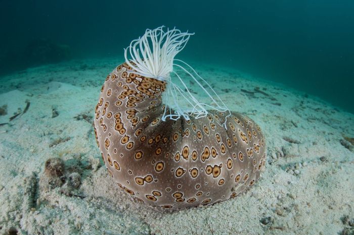 Club scale worm live on sea cucumbers