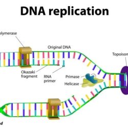 Worksheet structure of dna and replication