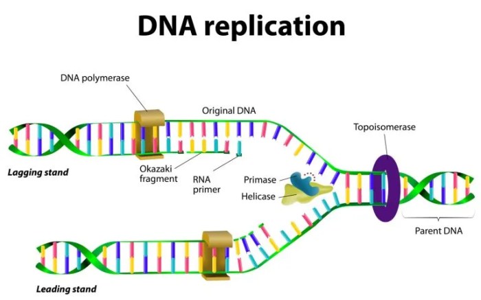 Worksheet structure of dna and replication