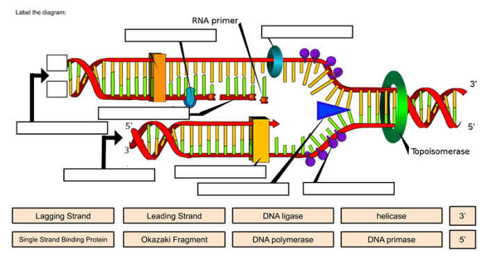 Worksheet structure of dna and replication