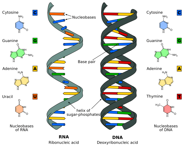 Worksheet structure of dna and replication