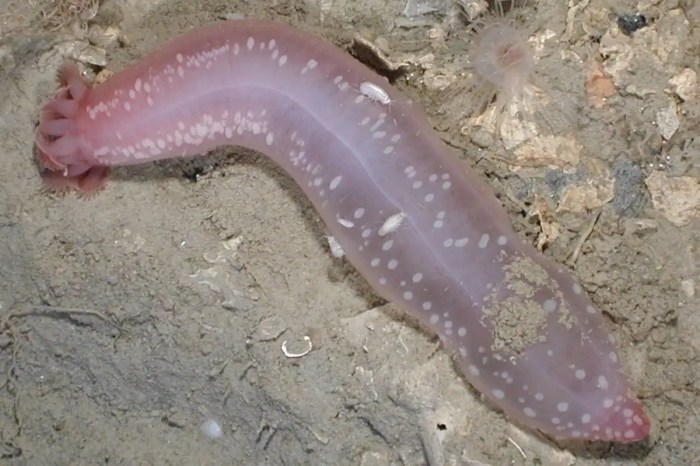 Cucumber worm sea