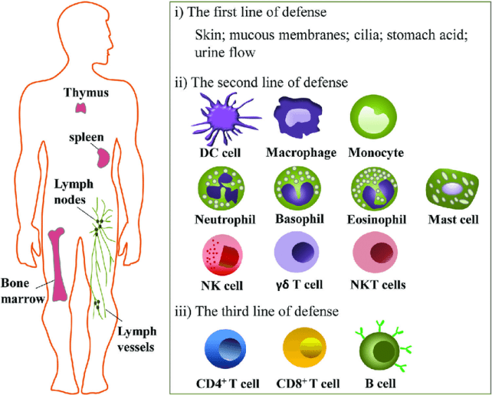 Immune system video handout answer key