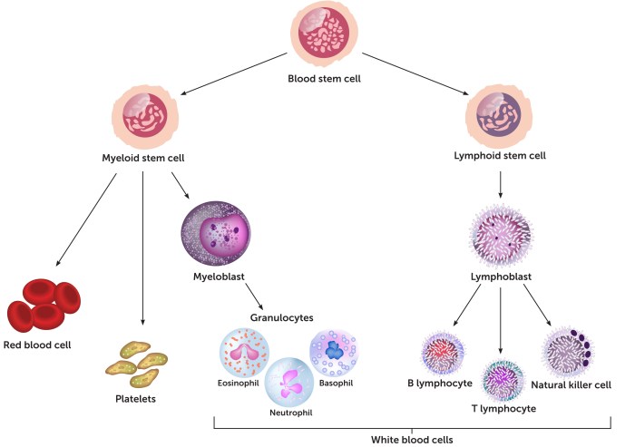 Immune system video handout answer key