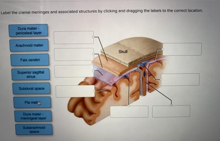 Meninges brain layers anatomy physiology illustration
