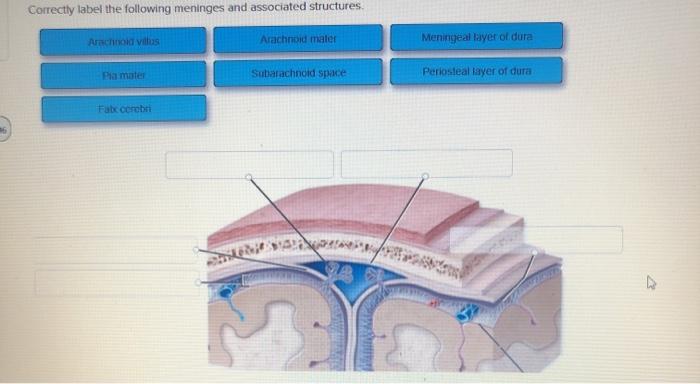 Correctly label the following meninges and associated structures.