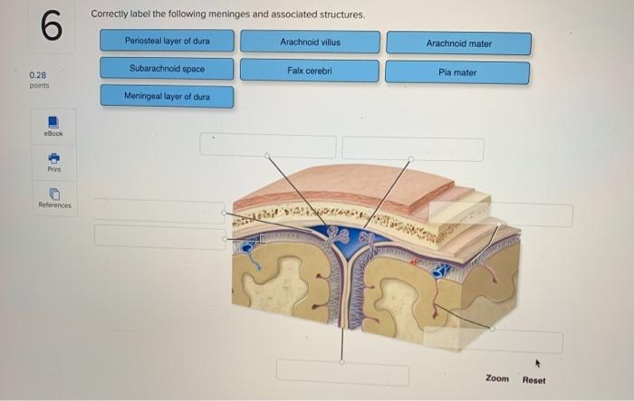 Correctly label the following meninges and associated structures.