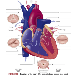 Chapter 11 the cardiovascular system answer key