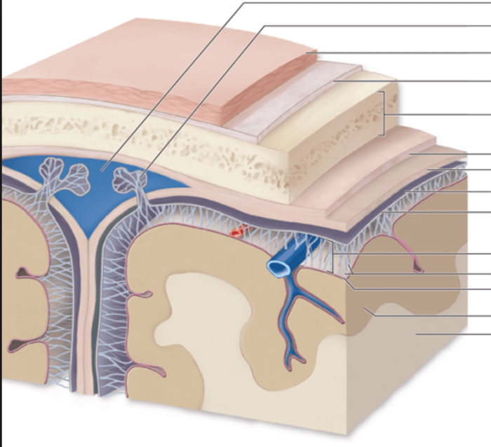 Meninges cranial structure brain layers three spinal cord which protective
