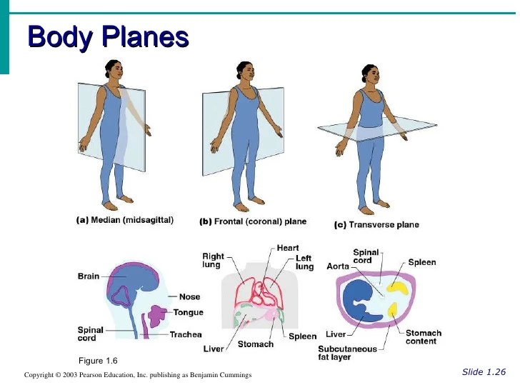 The human body orientation worksheet answers