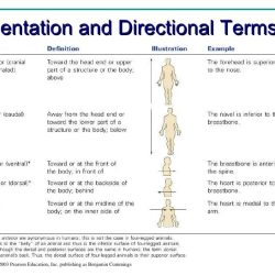 The human body orientation worksheet answers