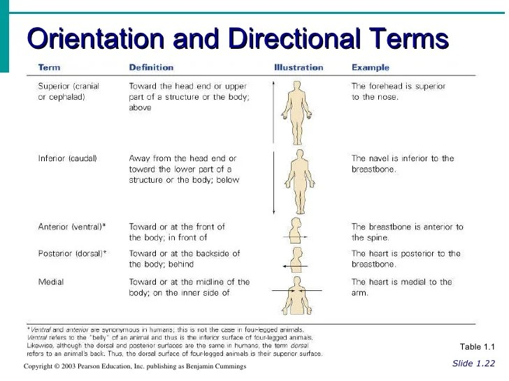 The human body orientation worksheet answers