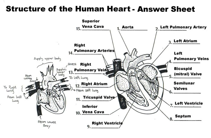 Chapter 11 the cardiovascular system answer key