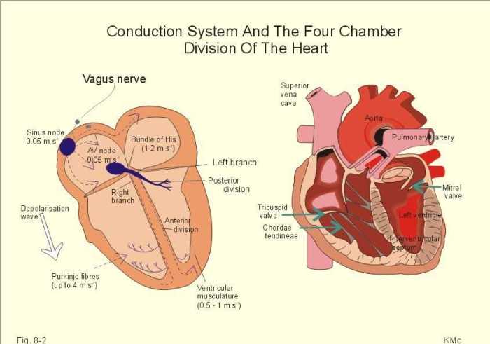 Cardiovascular