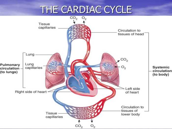 Chapter 11 the cardiovascular system answer key